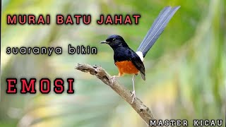 Download lagu SUARA PIKAT MURAI BATU 2025 PALING AMPUH !! mp3