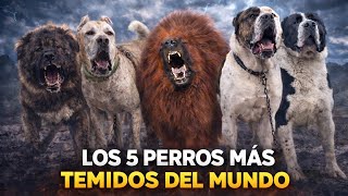 THE 5 MOST POWERFUL DOGS ON THE PLANET 🐺🔥 | Guardians That Command Respect
