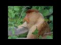 Really Wild Animals Adventures In Asia Custom Trailer