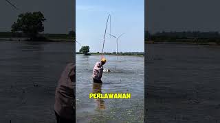 Download lagu Kuat banget itu tegek ngangkat gabus segitu 😭😭 #fishing #ikan  #mancing #gabus #rawa #shortvideo mp3