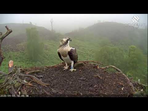 Osprey in the mist: Vera departs the Loch Arkaig Osprey nest 1 Sep 2020