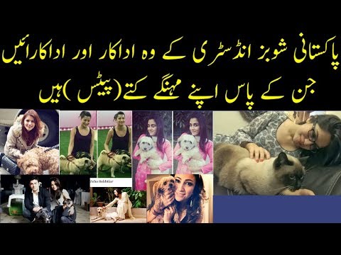 Pakistan Showbiz industry actors and actress who have own Dogs and cats and Animals pets
