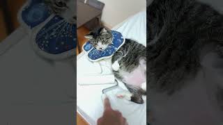 ちょっとコロコロ通りますよ