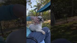 Video preview image #1 Shih Tzu Puppy For Sale in Weston, FL, USA