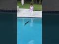 ALLIGATOR IN OUR POOL Shorts