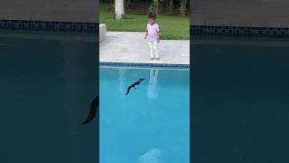 ALLIGATOR IN OUR POOL!🐊  #shorts