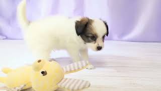 パピヨンの動画01