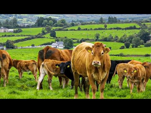 Goditja e radhës/ Ja nga erdhi rënia e fortë e blegtorisë