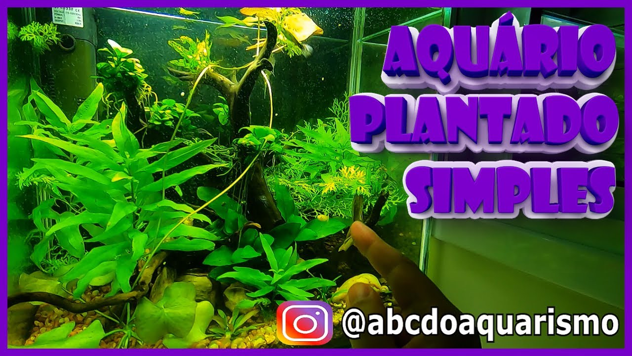 Aquário plantado simples para iniciantes