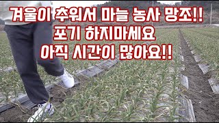 2023 마늘 봄~수확 관리 미리보기