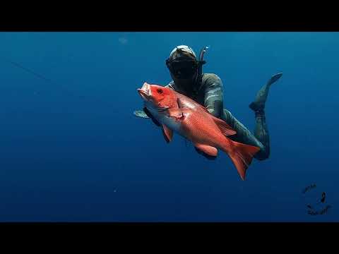 BLUE WATER SPEARFISHING [We spear a Marlin]