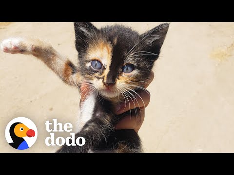 Tiny Kitten Runs Out Of Bushes To Her New Mom | The Dodo Little But Fierce