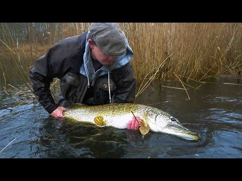 10 fede gedde-takes ved popper-fluefiskeri