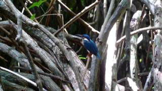preview picture of video 'Egzotyczne lasy namorzynowe (mangrowe) Bentota Sri Lanka'