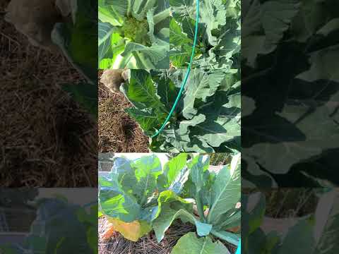 カリフラワー観賞用芳香野菜植物と一緒に何を植えるか