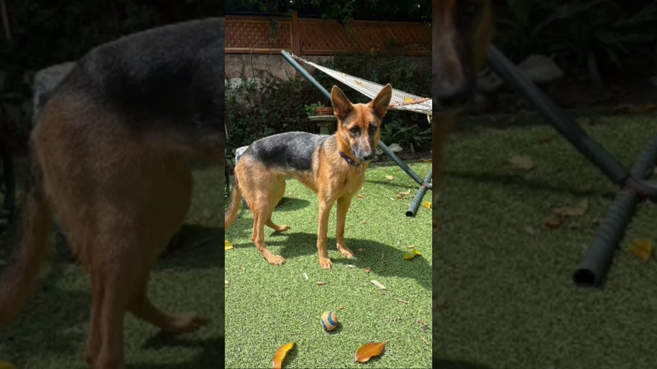 Lark, a ADOPTABLE German Shepherd Dog in Burbank, CA video 4/5