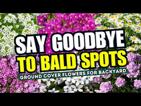 🌼💥 Top 12 Ground Cover FLOWERS for Erasing Backyard BALD Spots! SAY GOODBYE TO BALD SPOTS! 🌿✨