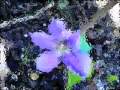 Even Here We Are - Shawn Colvin