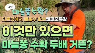 마늘쫑 수확? 이것만 있으면 몇배로 수확 가능하다?
