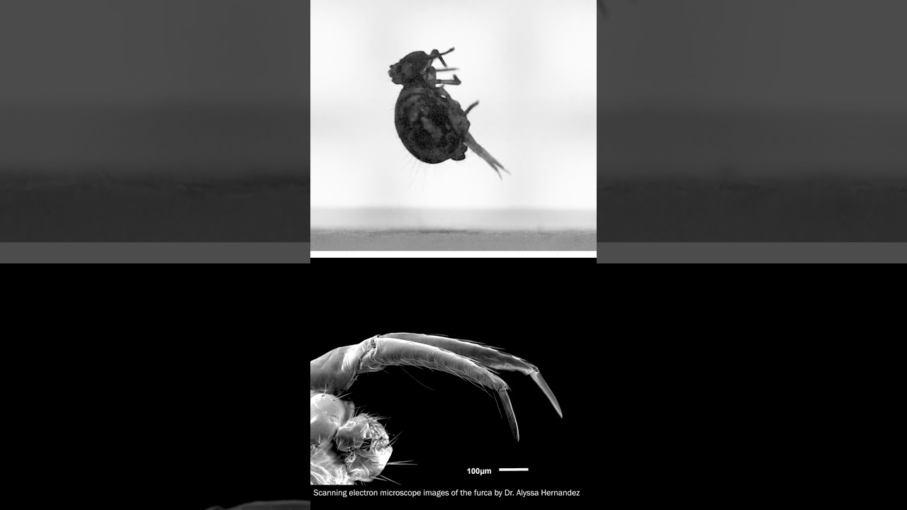 youtube video id=oRLGnJ3qsZA