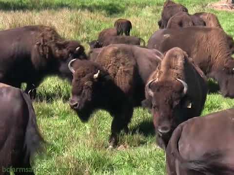 Bison and Water Buffalo - Island Bison Ranch