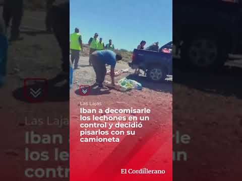 Arrojó los lechones a la ruta.