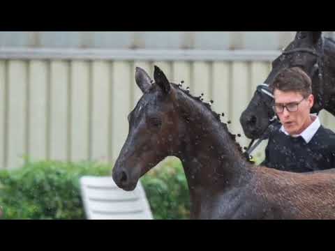 La Boheme v. Bohemian-Van Vivaldi