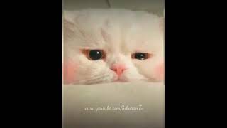 Download lagu Kucing - Story WA Sedih (Sad Whatsapp Story) mp3 Download lagu Kucing - Story WA Sedih (Sad Whatsapp Story) mp3