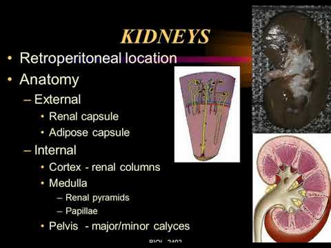 reynolds chapter 26 urinary anatomy