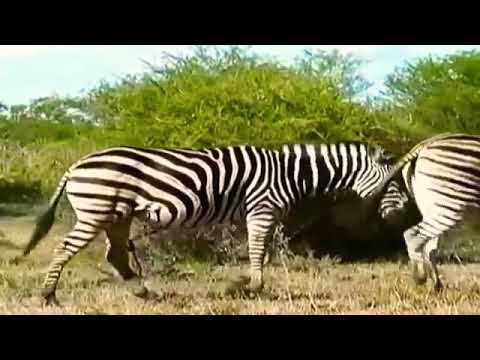 Wildlife Animal Zebra 2016 - BEST Animals Documentary Full HD