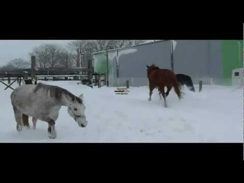 unser Pferde im Schnee (verbessertes Format )