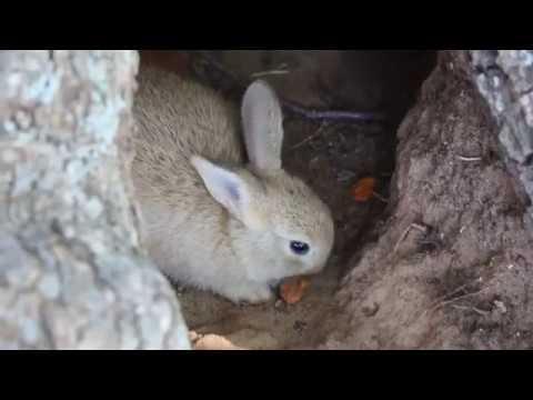 Baby Rabbit