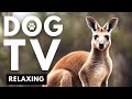 TV FOR DOGS: Dog Calming Aid with RELAXING MUSIC for dogs