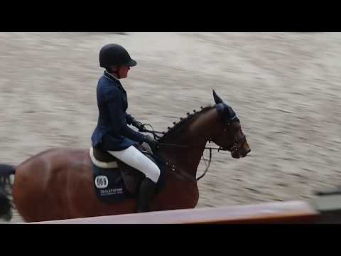 Oldenburger mare, 2013, Verdi-Diarado-Raphael