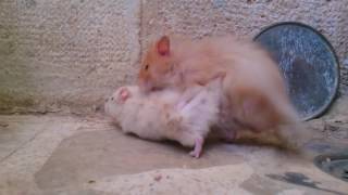 Download lagu syrian hamster mating in syria mp3 Download lagu syrian hamster mating in syria mp3