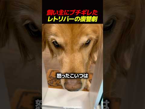 飼い主にブチギレたレトリバーの復讐劇