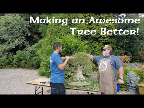 Making An Awesome Tree Better! - Greenwood Bonsai