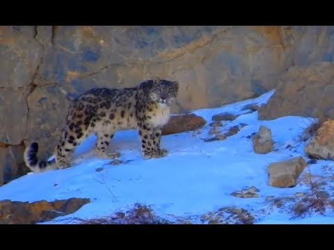 Snow Leopard of the Himalaya: most magnificent cat