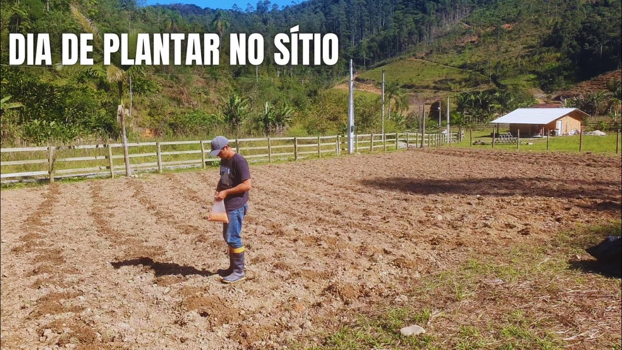 DIA DE PLANTAR NO SÍTIO, PLANTEI MUITO NA ROÇA , NA HORTA E O CAPIM DA VACA