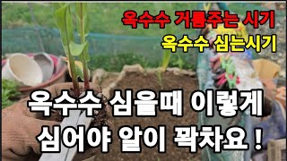 옥수수 알이 꽉차게 하려면 반드시 해줘야 할일! #옥수수재배옥수수키우기 #옥수수알꽉차게하기 #옥수수효능 #옥…