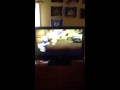 Opening To Walt Disneys Cartoon Classics Starring Chip N Dale 1987 VHS