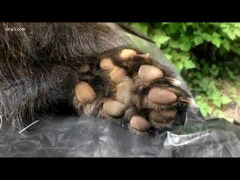 Wolverine den located in south Cascades