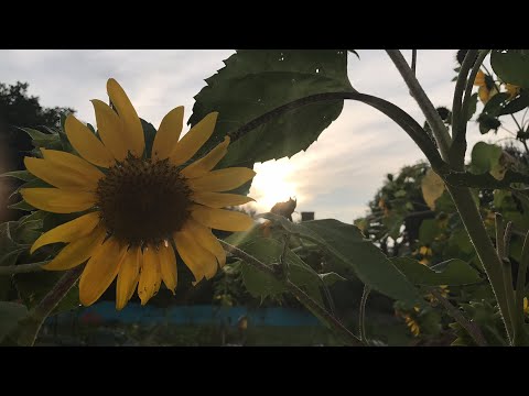 HallaluYaHUaH set apart harp #42 marvelous risings meditation "My Beloved, YaHUaH"