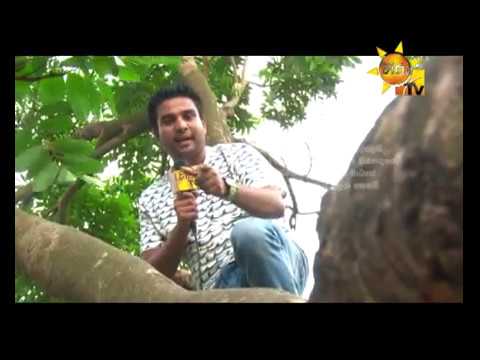 Hiru TV