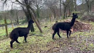 A ewe lamb slam gate so alpaca can’t return to fresh straw bedded shed