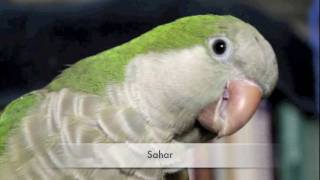 Quaker Parrot Bird Bath