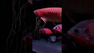 Download lagu Asian arowana and his back up mp3 Download lagu Asian arowana and his back up mp3