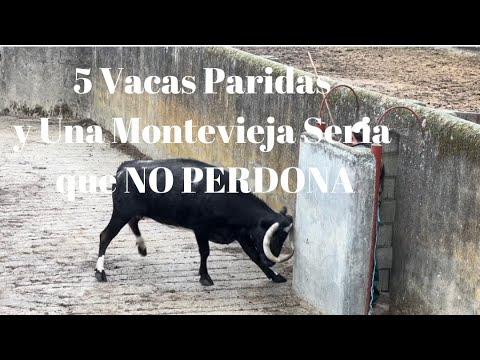 5 Vacas Paridas y Una Montevieja Seria que NO PERDONA