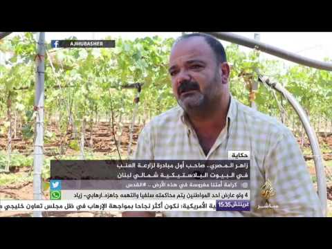 حكاية ..أول مبادرة لزراعة العنب في البيوت البلاستيكية شمالي لبنان