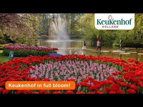 Keukenhof 2022 in full bloom 🌷